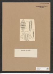 Cymatopleura elliptica var. rhomboides Grun. (de-Toni-Nr.: Genus 54, Species 2410) Zeichnungen Sammlung Grunow Nr. 4860 (NHMW-BOT-W0373038)